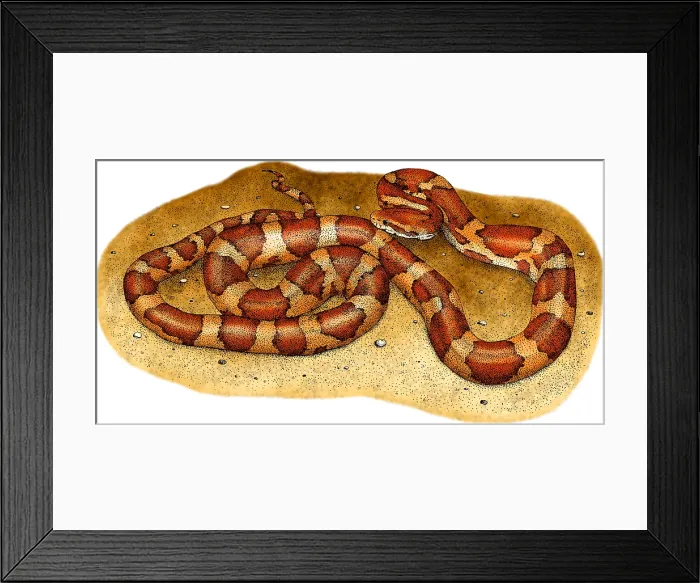 Framed Print : Corn Snake Framed Print : Corn Snake