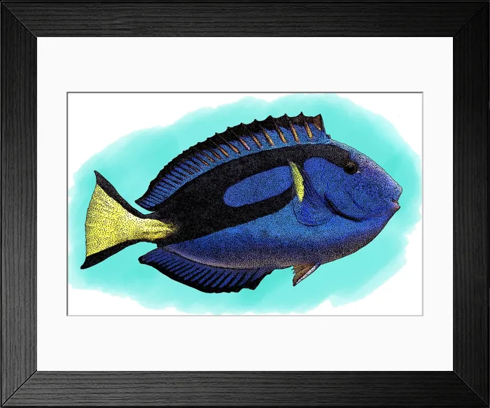Framed Print : Blue Tang, Illustration Framed Print : Blue Tang, Illustration