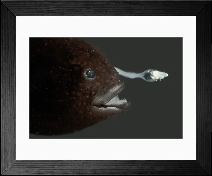 Framed Print : Prickly Dreamer Anglerfish Framed Print : Prickly Dreamer Anglerfish