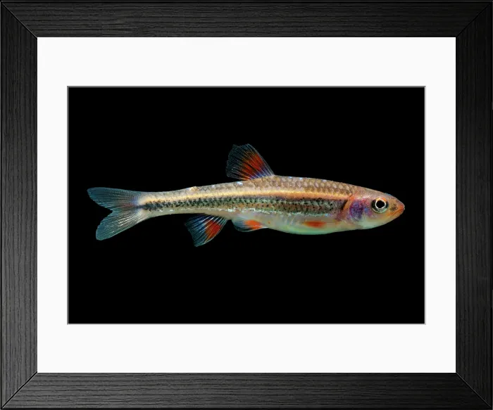 Framed Print : Rainbow Shiners (Notropis chrosomus)