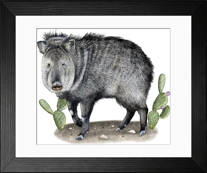 Framed Print : Collared Peccary Framed Print : Collared Peccary