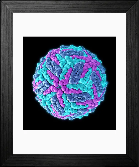 Framed Print : Zika virus, Molecular Model