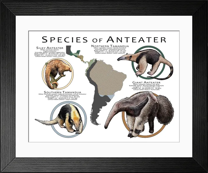 Framed Print : Species of Anteater