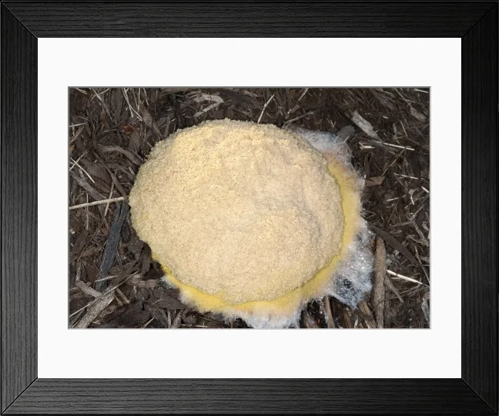 Framed Print : Plasmodial slime mold Framed Print : Plasmodial slime mold