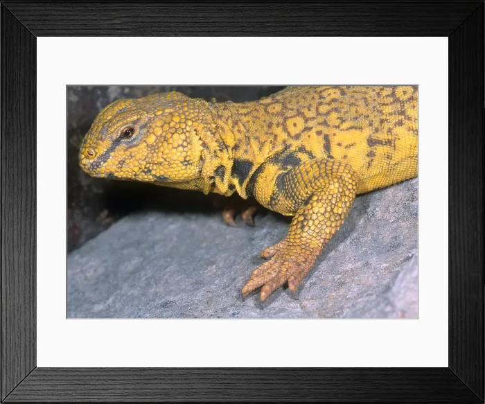 Framed Print : Saharan Uromastyx Framed Print : Saharan Uromastyx