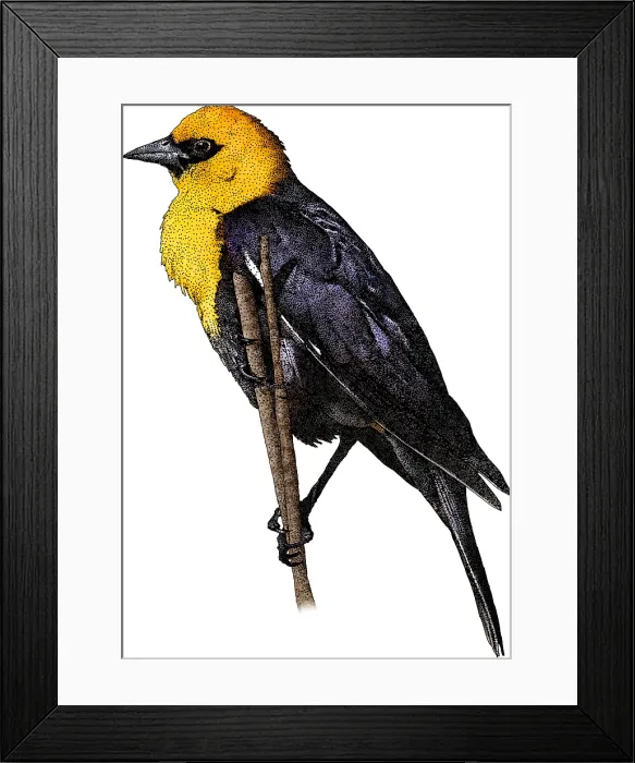 Framed Print : Yellow-headed Blackbird, Illustration Framed Print : Yellow-headed Blackbird, Illustration