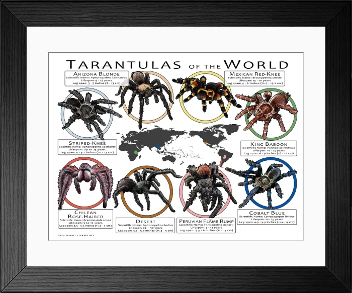 Framed Print : Tarantulas of the World Framed Print : Tarantulas of the World