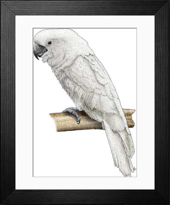 Framed Print : White Cockatoo Framed Print : White Cockatoo