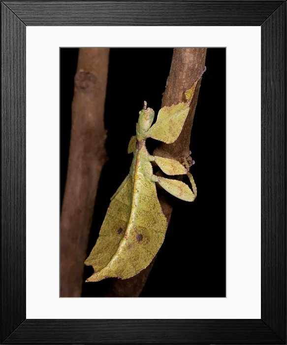 Framed Print : Leaf Insect Framed Print : Leaf Insect