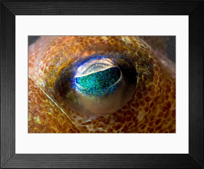 Framed Print : Stubby Squid Framed Print : Stubby Squid