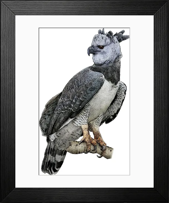 Framed Print : Harpy Eagle, Harpia harpyja, Illustration Framed Print : Harpy Eagle, Harpia harpyja, Illustration