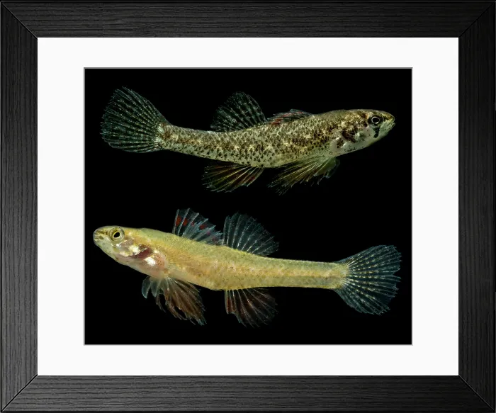 Framed Print : Least Darter (Etheostoma microperca)