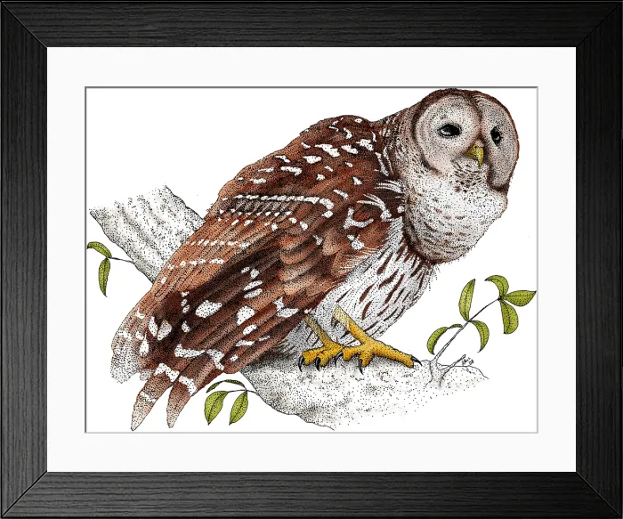 Framed Print : Barred Owl Framed Print : Barred Owl