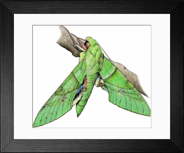 Framed Print : Gaudy sphinx moth