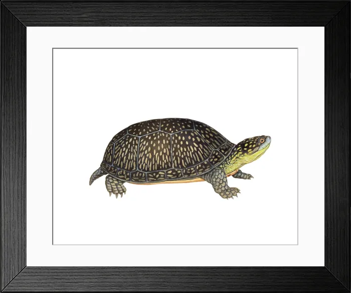 Framed Print : Blanding's Turtle Framed Print : Blanding's Turtle