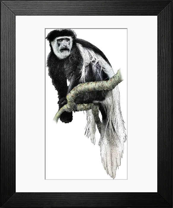 Framed Print : Black white colobus monkey Framed Print : Black white colobus monkey