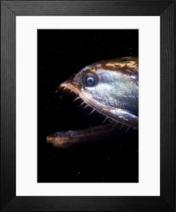 Framed Print : Elongated Loosejaw Framed Print : Elongated Loosejaw