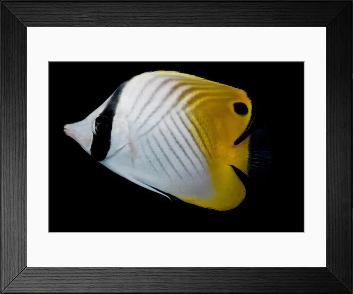 Framed Print : Auriga Butterfly Fish