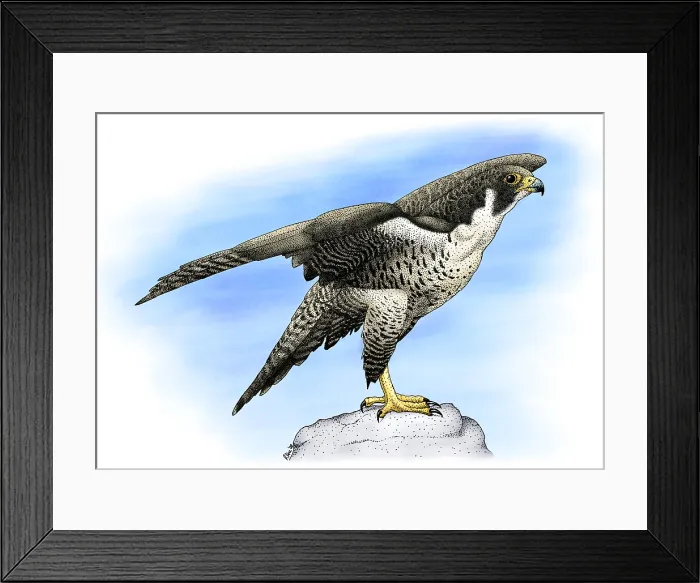 Framed Print : Peregrine Falcon Framed Print : Peregrine Falcon