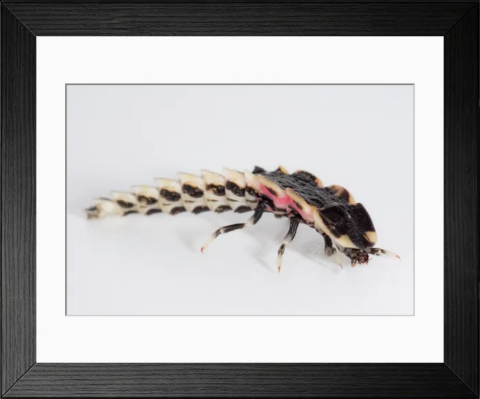 Framed Print : Chilean Firefly Larva Framed Print : Chilean Firefly Larva