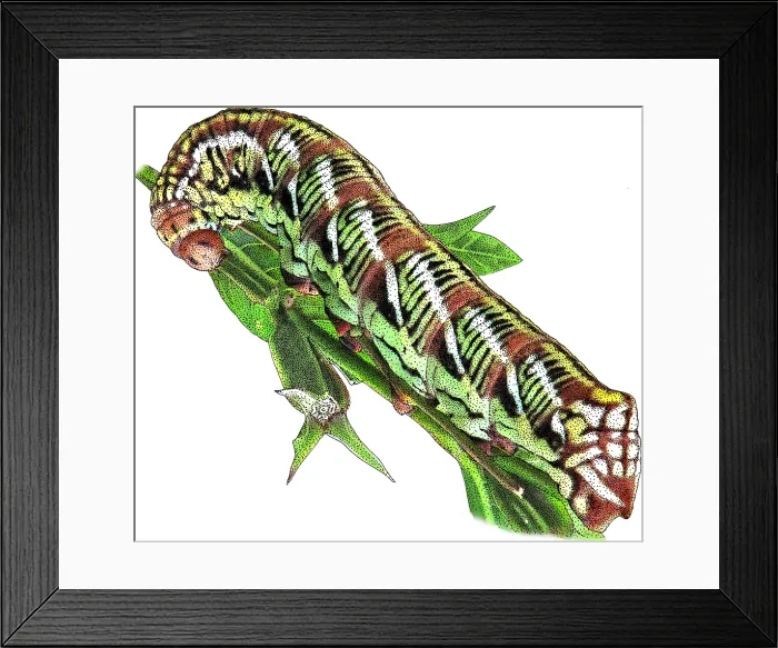 Framed Print : Banded sphinx moth caterpillar Framed Print : Banded sphinx moth caterpillar