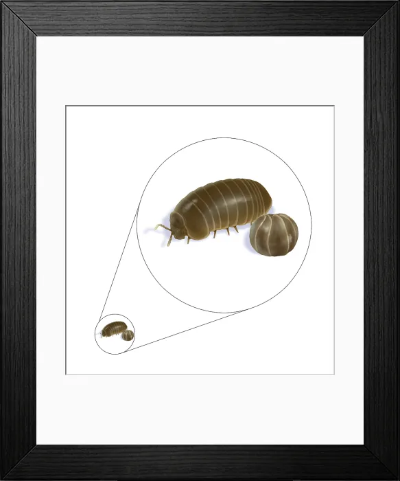 Framed Print : Pillbug (Armadillidium vulgare)