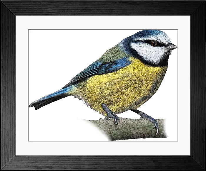 Framed Print : Eurasian Blue Tit, Illustration Framed Print : Eurasian Blue Tit, Illustration
