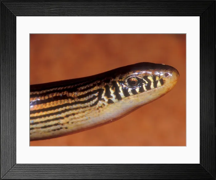 Framed Print : Striped Lateral Fold Lizard Framed Print : Striped Lateral Fold Lizard
