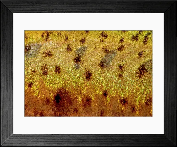 Framed Print : Many-spotted Golden Line Barbel (Sinocyclecheilus multipunctatus) Framed Print : Many-spotted Golden Line Barbel (Sinocyclecheilus multipunctatus)