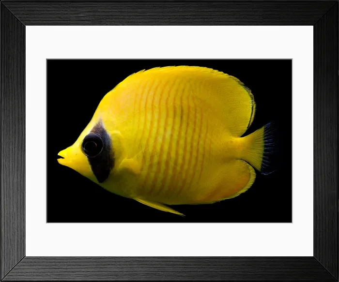Framed Print : Red Sea Butterfly Fish