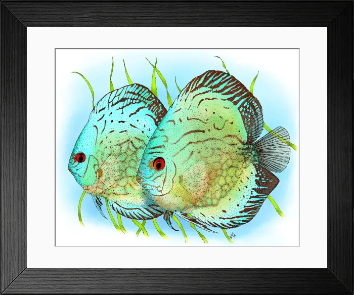Framed Print : Blue Discus Fish Framed Print : Blue Discus Fish