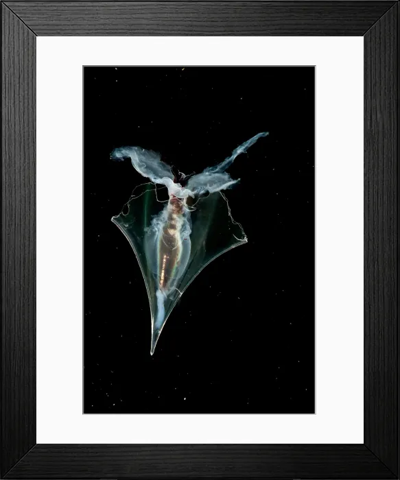 Framed Print : Pteropods are pelagic snails; this is Clio pyramidata, a thecosome Framed Print : Pteropods are pelagic snails; this is Clio pyramidata, a thecosome