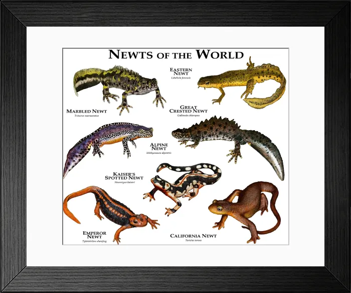 Framed Print : Newts of the World Framed Print : Newts of the World