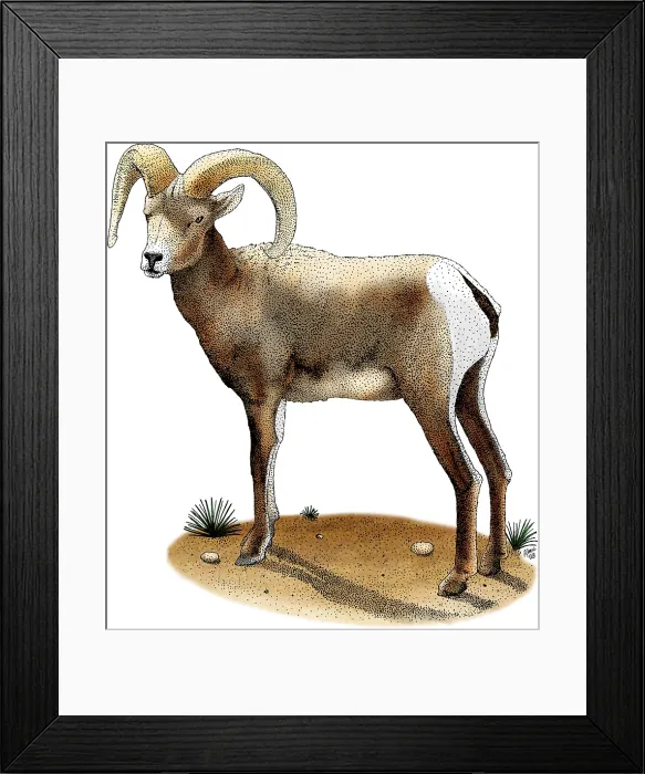Framed Print : Desert Bighorn Sheep