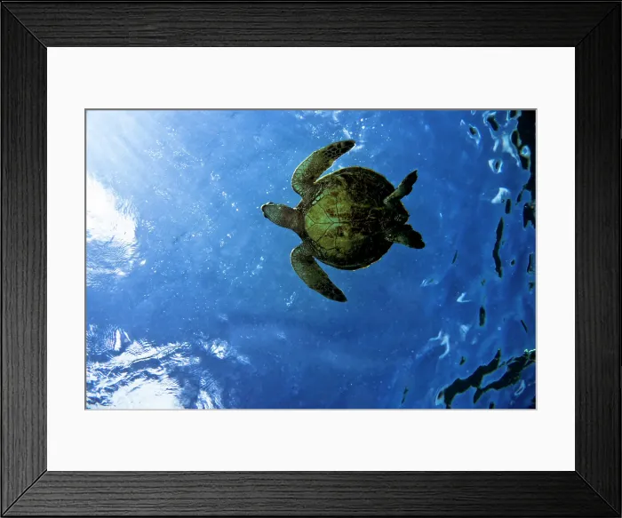 Framed Print : Green Sea Turtle (Chelonia mydas) Framed Print : Green Sea Turtle (Chelonia mydas)