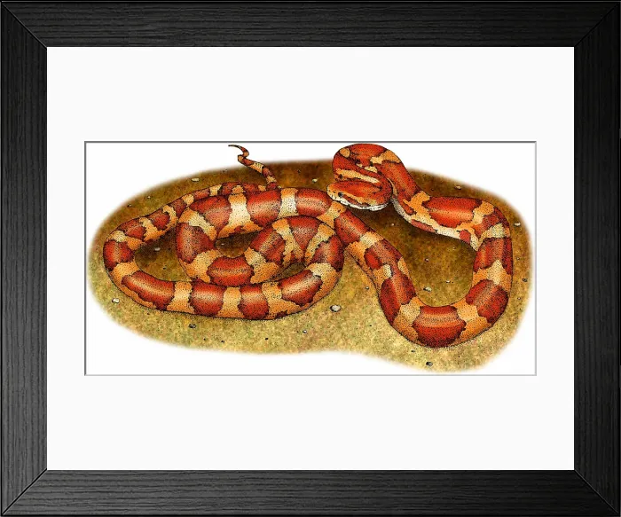 Framed Print : Corn Snake Framed Print : Corn Snake