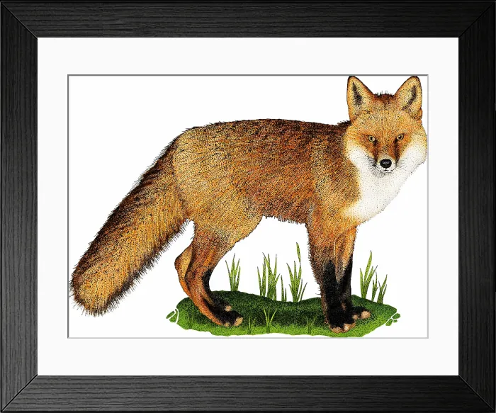 Framed Print : Red fox (Vulpes vulpes) illustration Framed Print : Red fox (Vulpes vulpes) illustration