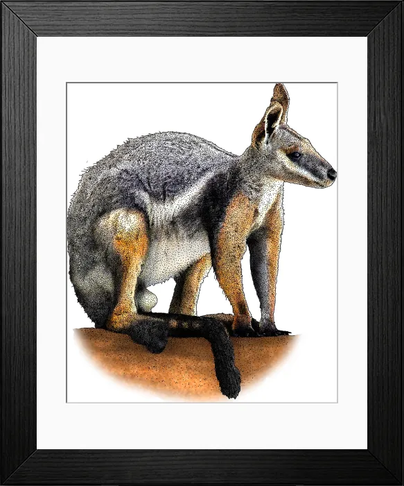 Framed Print : Yellow Footed Rock Wallaby
