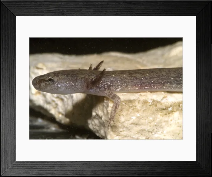 Framed Print : Barton Springs Salmander