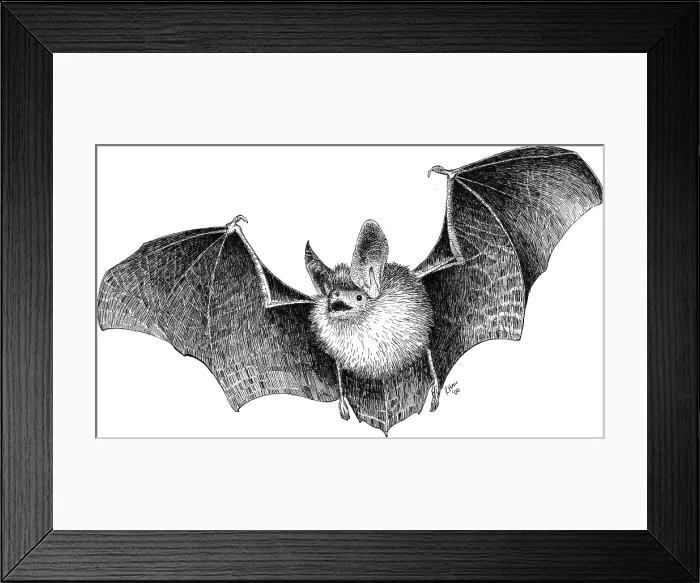 Framed Print : Long Eared Bat