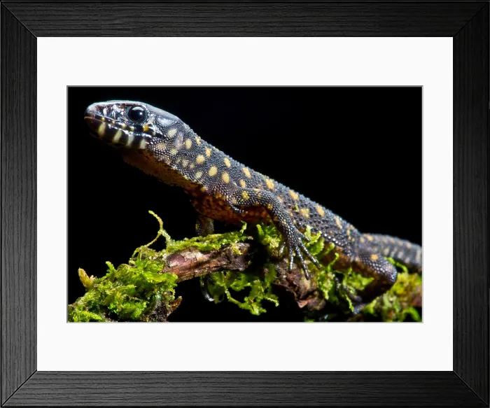 Framed Print : Yellow Spotted Tropical Night Lizard Framed Print : Yellow Spotted Tropical Night Lizard