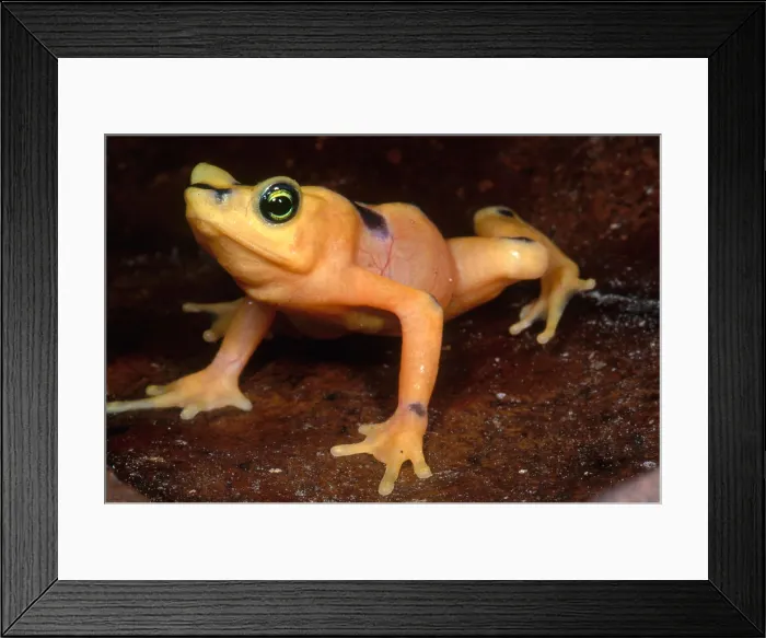 Framed Print : Golden Harlequin Frog
