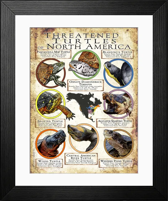 Framed Print : Threatened Turtles of North America Framed Print : Threatened Turtles of North America