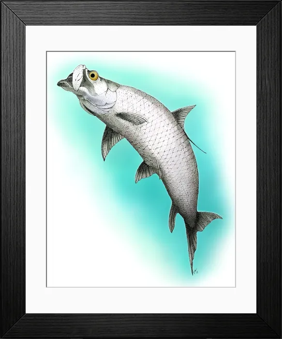 Framed Print : Atlantic Tarpon Framed Print : Atlantic Tarpon