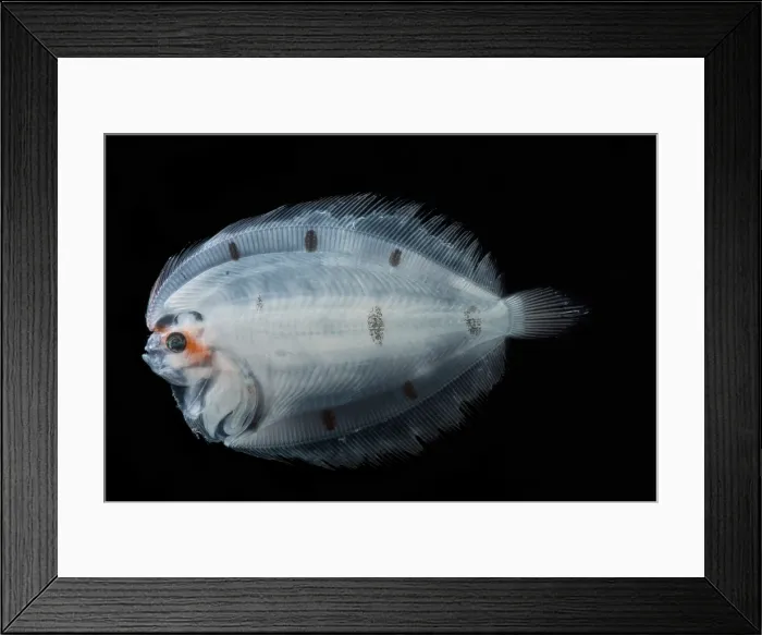 Framed Print : Larval Left Eye Flounder (Bothus sp.) Framed Print : Larval Left Eye Flounder (Bothus sp.)