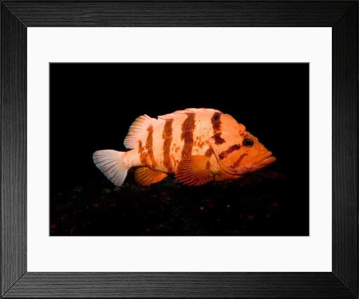 Framed Print : Tiger Rockfish Framed Print : Tiger Rockfish