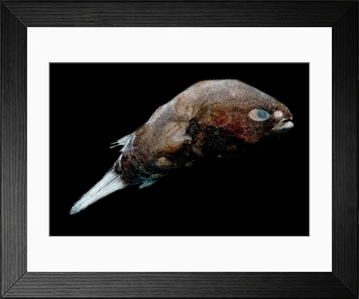 Framed Print : Male Deep-sea Anglerfish Framed Print : Male Deep-sea Anglerfish