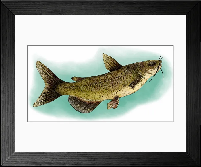 Framed Print : Channel catfish Framed Print : Channel catfish