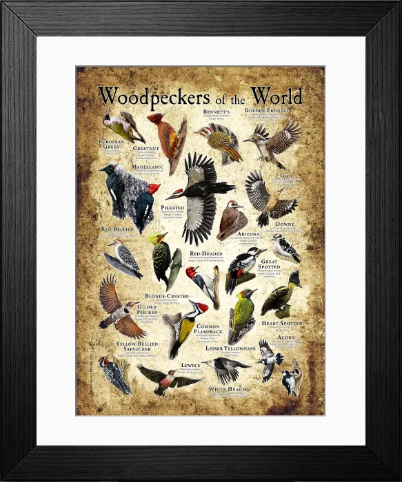 Framed Print : Woodpeckers of the World Framed Print : Woodpeckers of the World