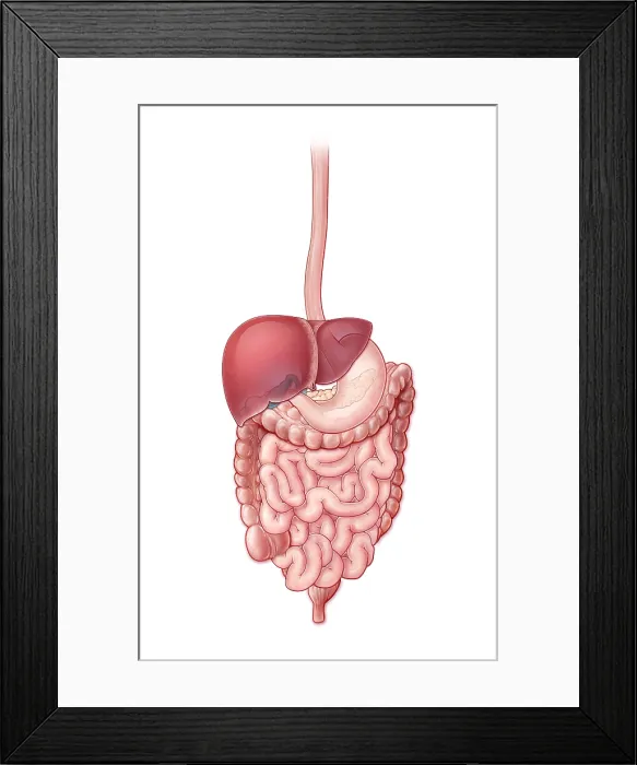Framed Print : Digestive System, Illustration Framed Print : Digestive System, Illustration